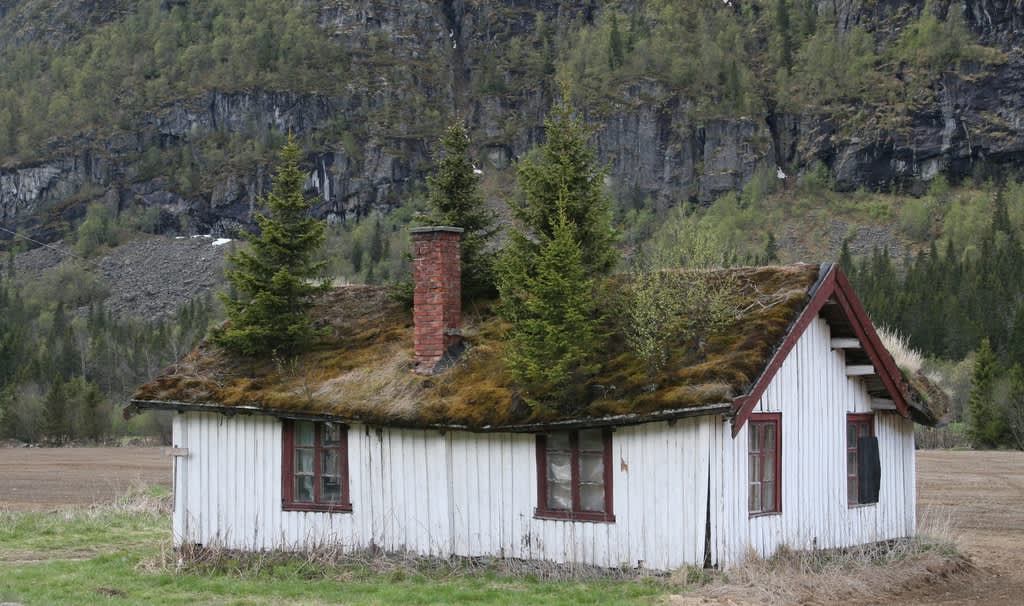 Granar är inte alltid så kräsna med var de växer. Men så snart vi tar in dem i stugan krävs lite omvårdnad. Många knep används för att hålla barren på plats så länge som möjligt!