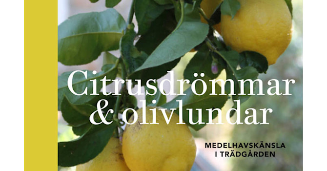 Citrusdrömmar och olivlundar
Foto: Ica Bokförlag