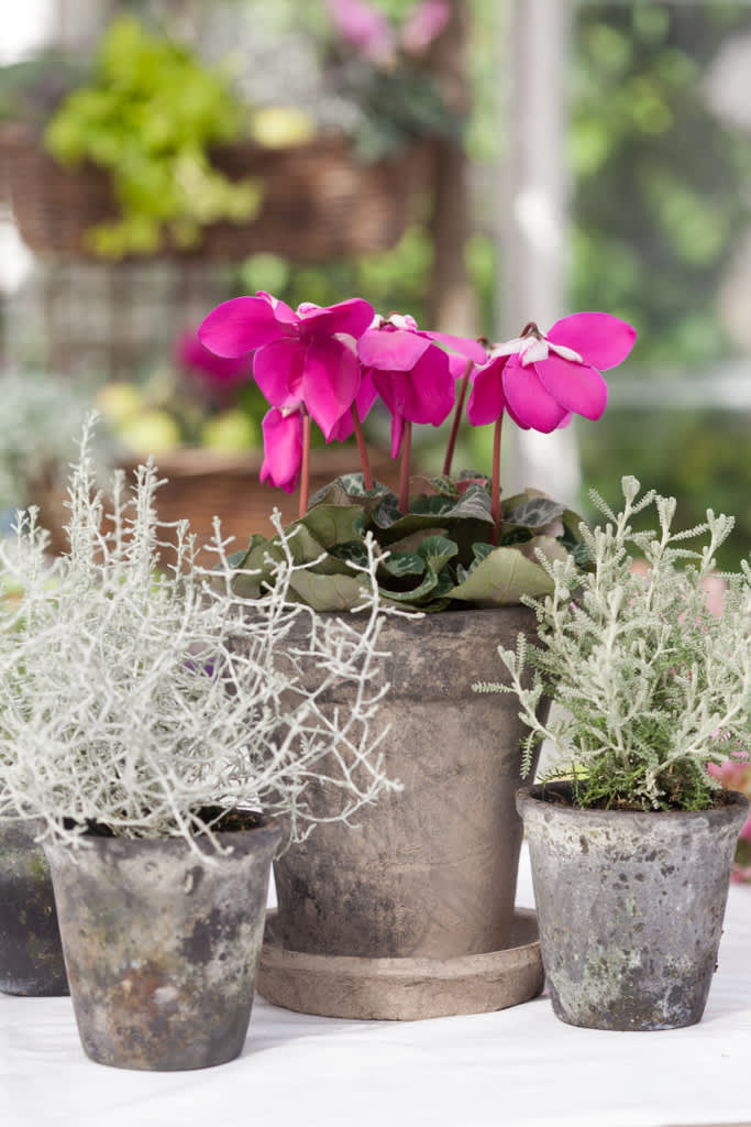 Lila paraplycyklamen, _Cyclamen persicum_ ’Purple Fleur en Vogue´ passar fint tillsammans med silverfärgade växter.
Foto: Blomsterfrämjandet/Minna Mercke Schmidt