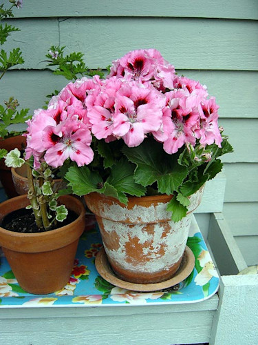 Engelsk pelargon, _Pelargonium x domesticum_. Foto: Blomsterfrämjandet.