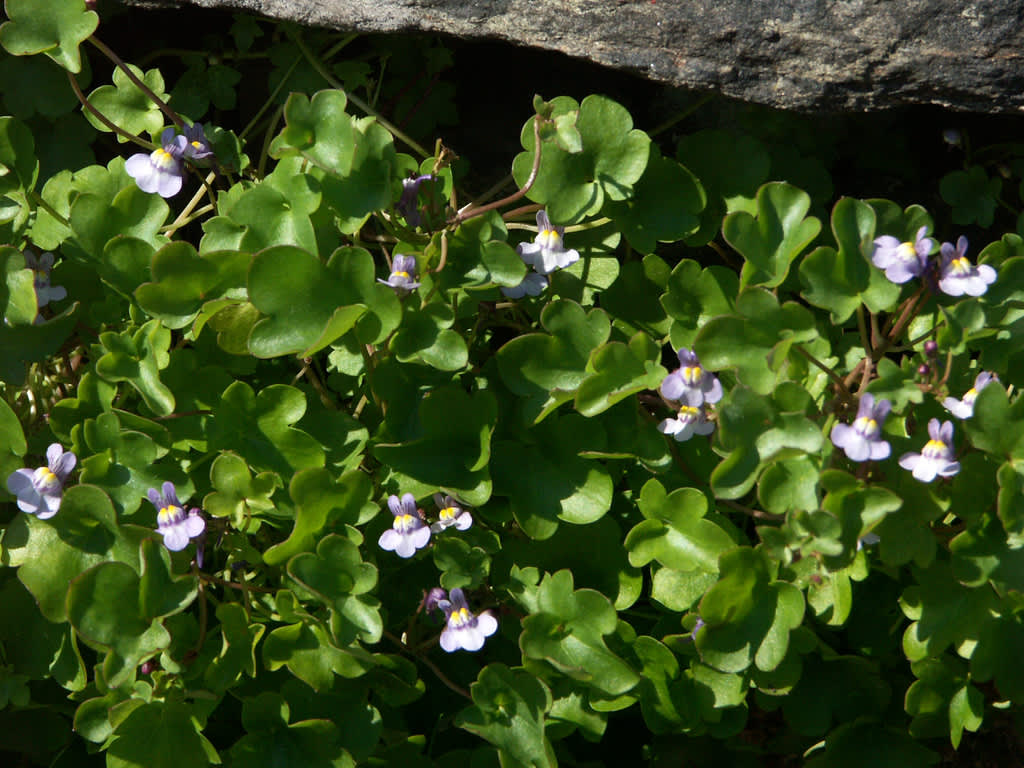 Murreva, _Cymbalaria muralis_.
Foto: Sylvia Svensson
