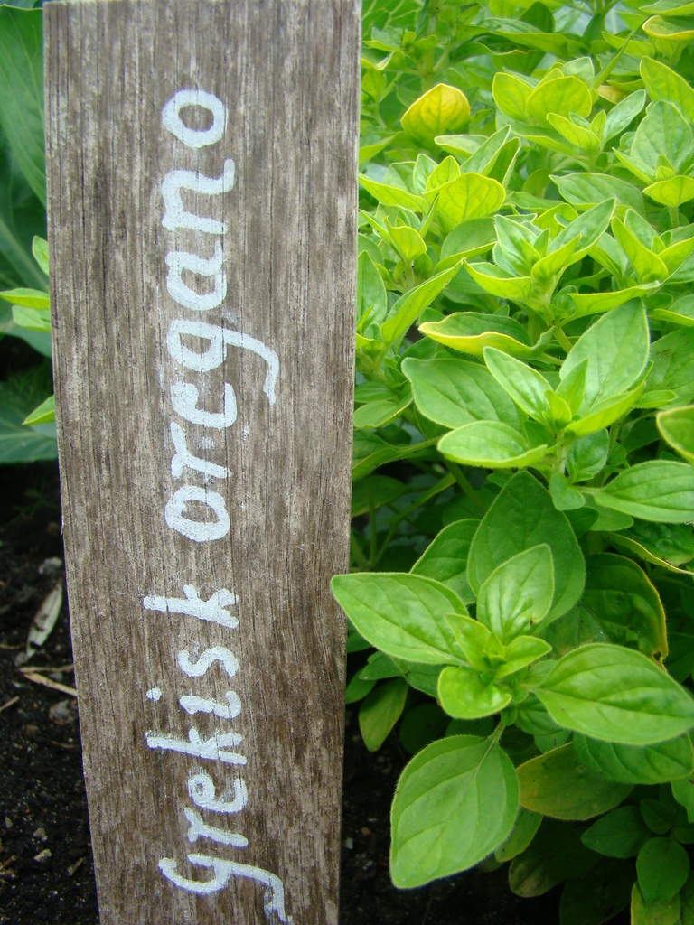 Kryddväxter har många goda sidor – de är vackra, aromatiska och lättodlade! Här ljuvlig oregano.