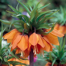 Kejsarkrona, _Fritillaria imperialis_ 'Aurora'. Foto:  [Odla.nuShop](http://erbjudande.odla.nu/hl/?utm_source=odla&utm_medium=webb&utm_campaign=shopspalt1)