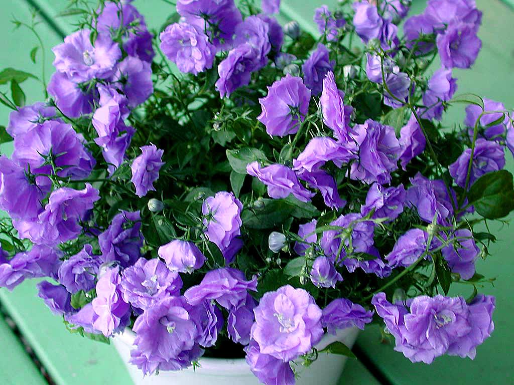 _Campanula x haylodgensis_ 'Blue Bali'.
Foto: Bernt Svensson