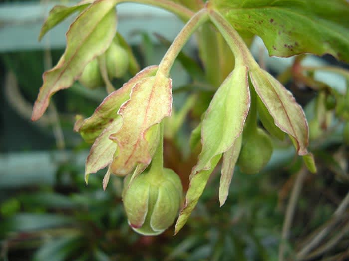 Helleborus foetidus. Foto: Sylvia Svensson