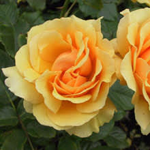 Höstblommande rosor är också i fokus i forumet här på Odla.nu. Här Amber Queen. Foto: Katarina Kihlberg