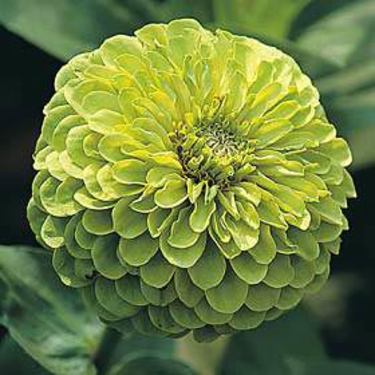 Grön Zinnia.