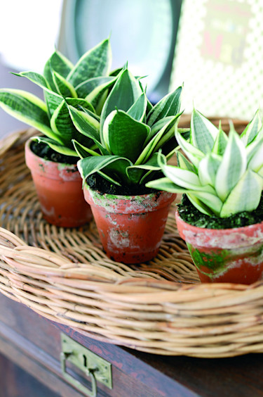 Svärmorstunga, _Sansevieria trifasciata_.