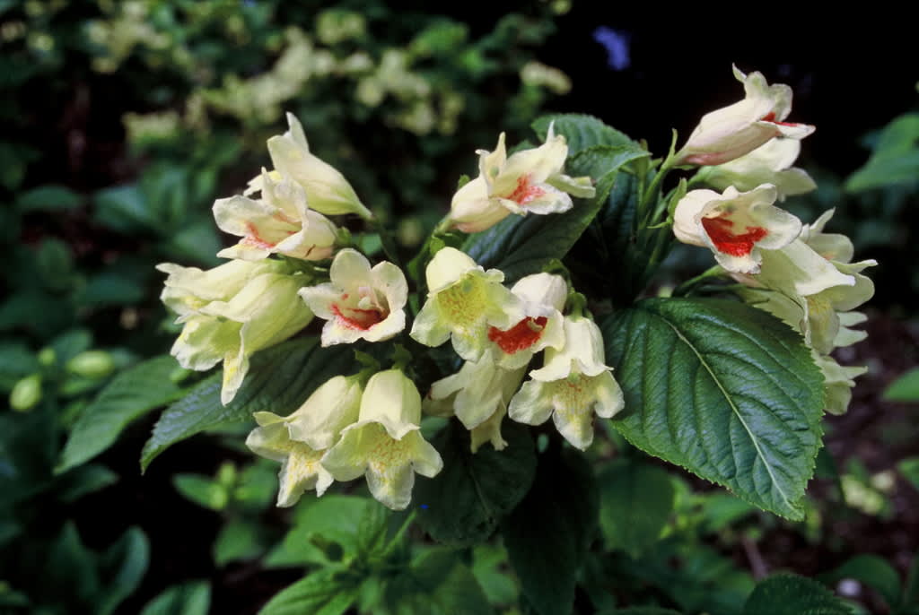 Gullprakttry, _Weigela middendorfiana_. Foto: PPH