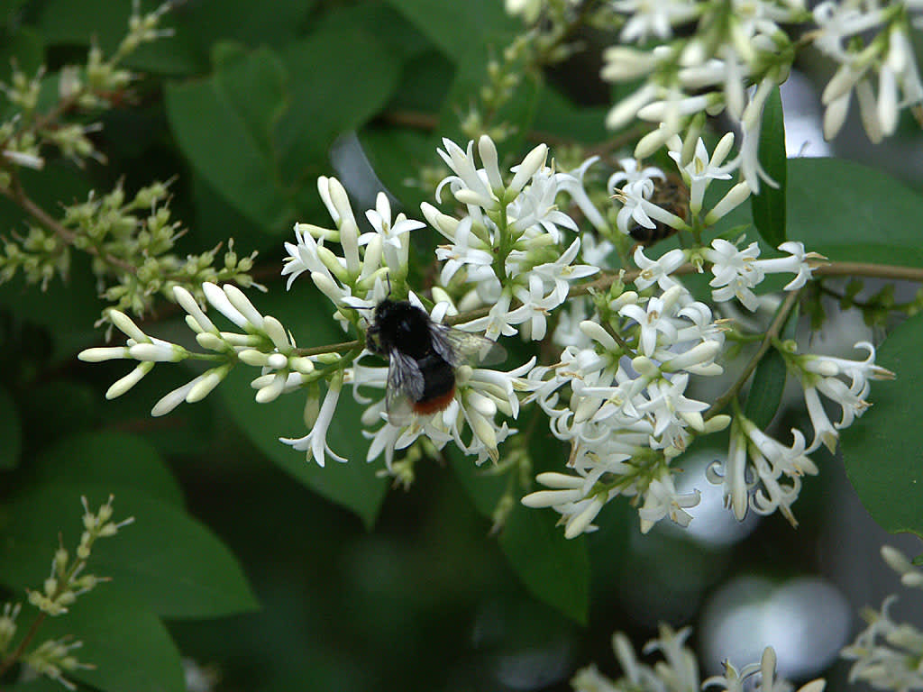 Ligustersyren, _Syringa reticulata_.Foto: Sylvia Svensson