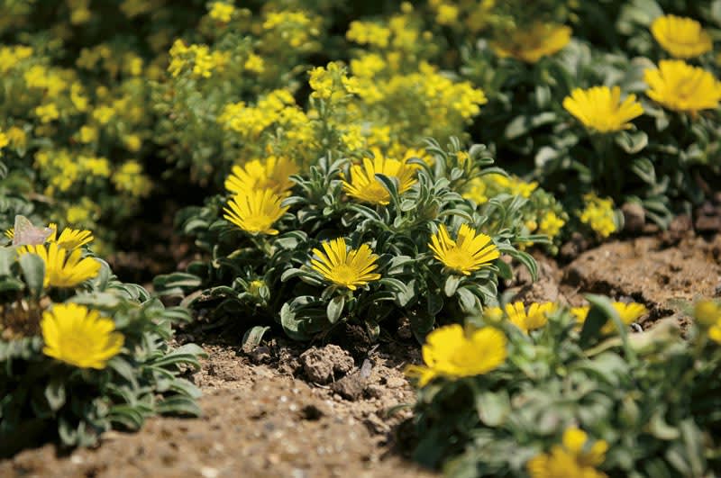 Strandstjärna, _Pallenis maritima_. Foto: Blomsterfrämjandet/Kientzler.