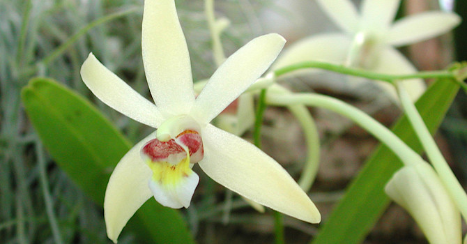 _Hoffmannseggella reginae_.
Foto: Bernt Svensson