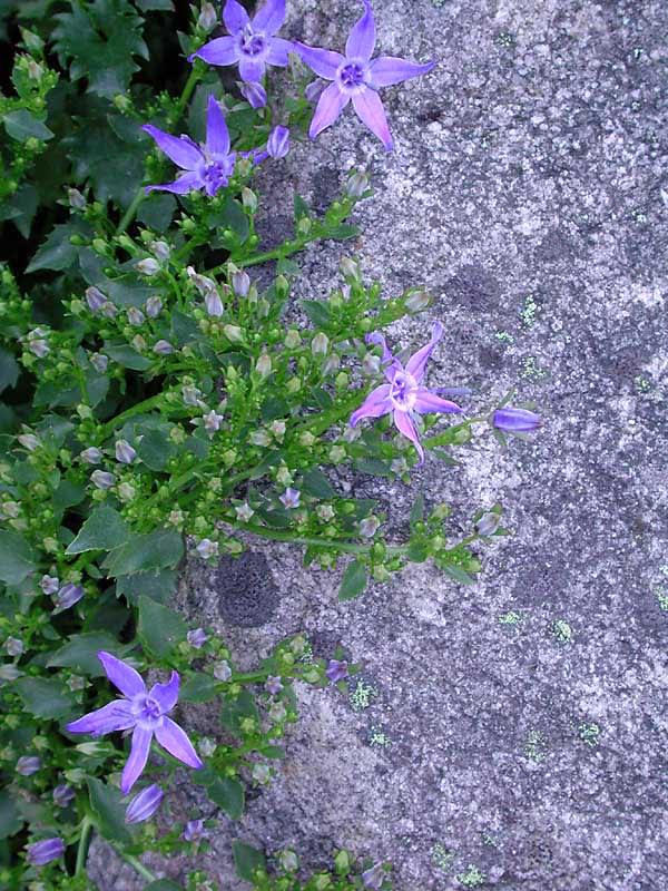 _Campanula garganica_.
Foto: Sylvia Svensson