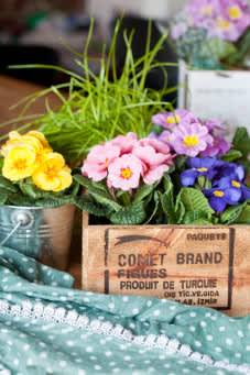 I en trälåda kan du stoppa ner primulor i olika färg för en härlig trädgårdskänsla. Foto: Blomsterfrämjandet/Minna Mercke Schmidt