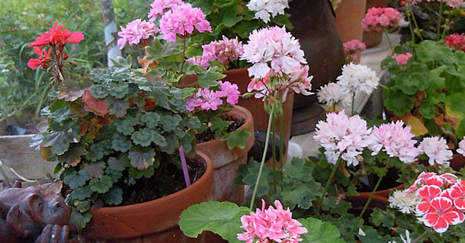 Krukodling av pelargoner i växthus.
Foto: Sylvia Svensson