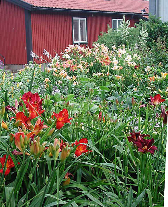 Eldigt och ljuvt mot falurött hus.
Foto: Sylvia Svensson
