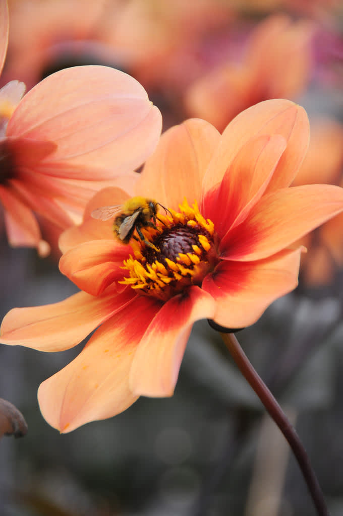 Rödbladig dahlia i närbild. 
Foto: Blomsterfrämjandet