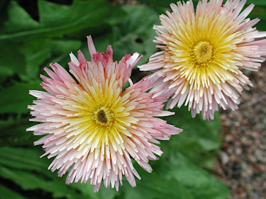 Rosablommig maskros