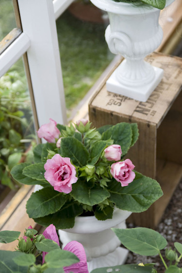 Gloxinia, _Sininngia speciosa_. Foto: Blomsterfrämjandet.