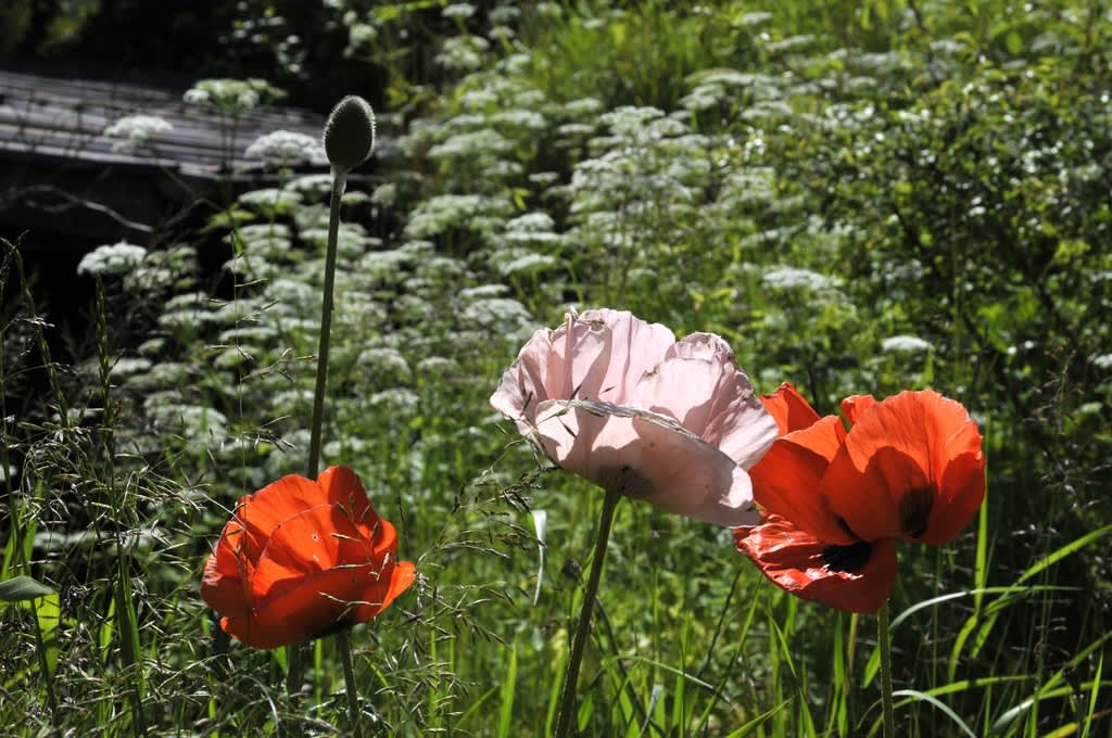 Jättevallmo, _Papaver pseudoorientale_.