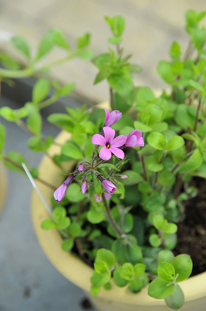 _Phlox stolonifera_ 'Home Fires'.
Foto: Bernt Svensson