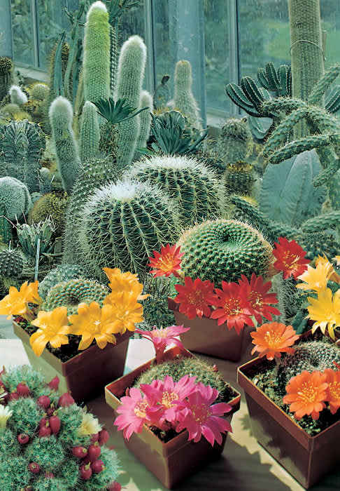 Kaktus, _Cactus ssp_., 'Mixed Varieties'.
Foto: Mr Fothergill's
