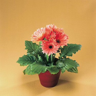 Gerbera, _Gerbera-hybrid_.