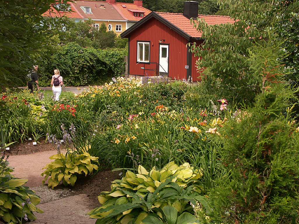 Hostor som sällskap. De blommar efter att dagliljorna har blommat. Foto: Sylvia Svensson
