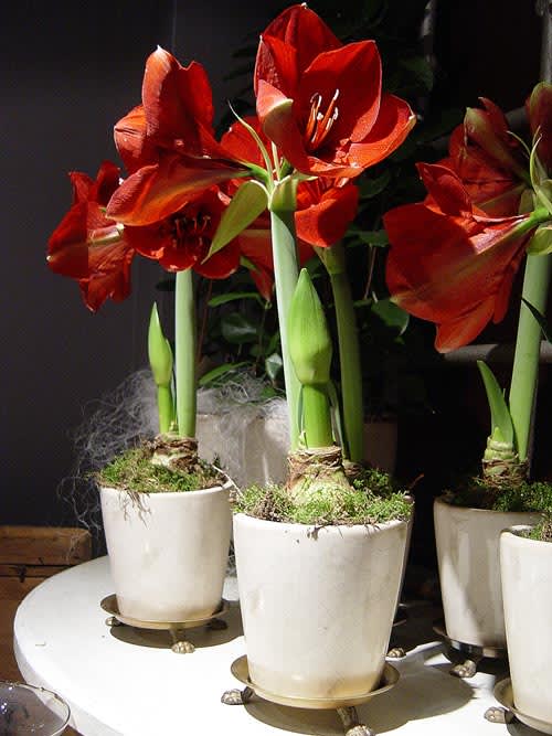 Amaryllis, _Hippeastrum_. Foto: Blomsterfrämjandet.