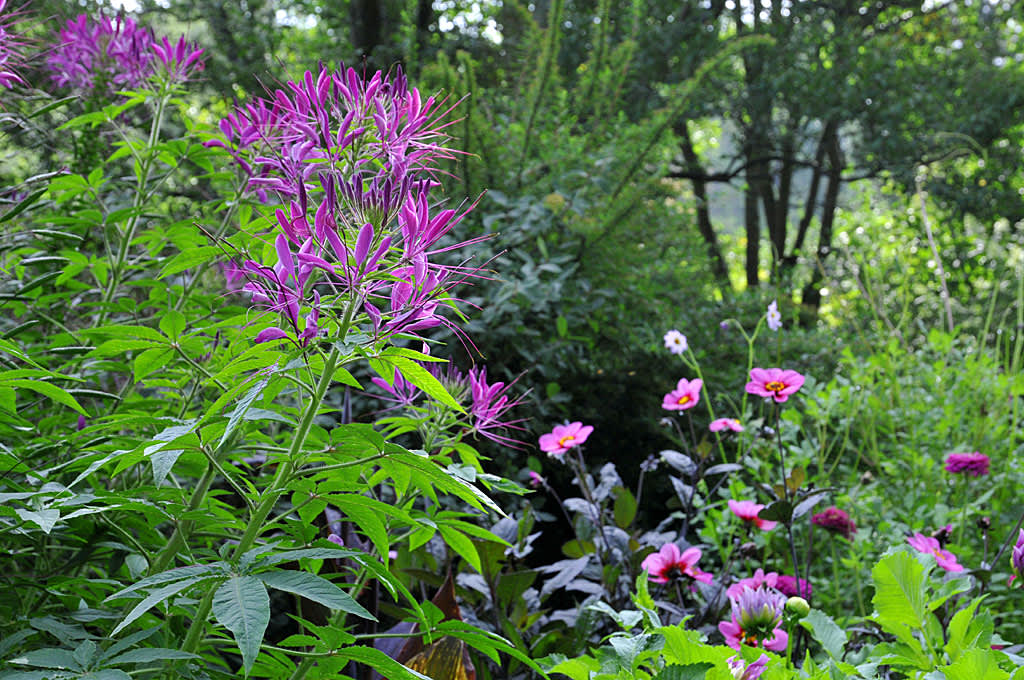 _Cleome hassleriana_ 'Violet Queen'.