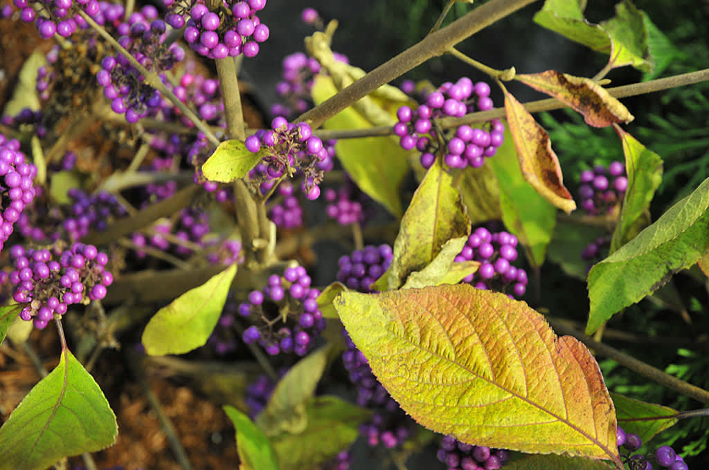 **Glaspärlebuske**, _Callicarpa bodinierii_ var. _giraldii_ 'Profusion'.
Foto: Sylvia Svensson