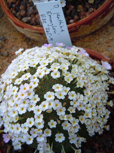 D. janthina 'Emmy Lou'.