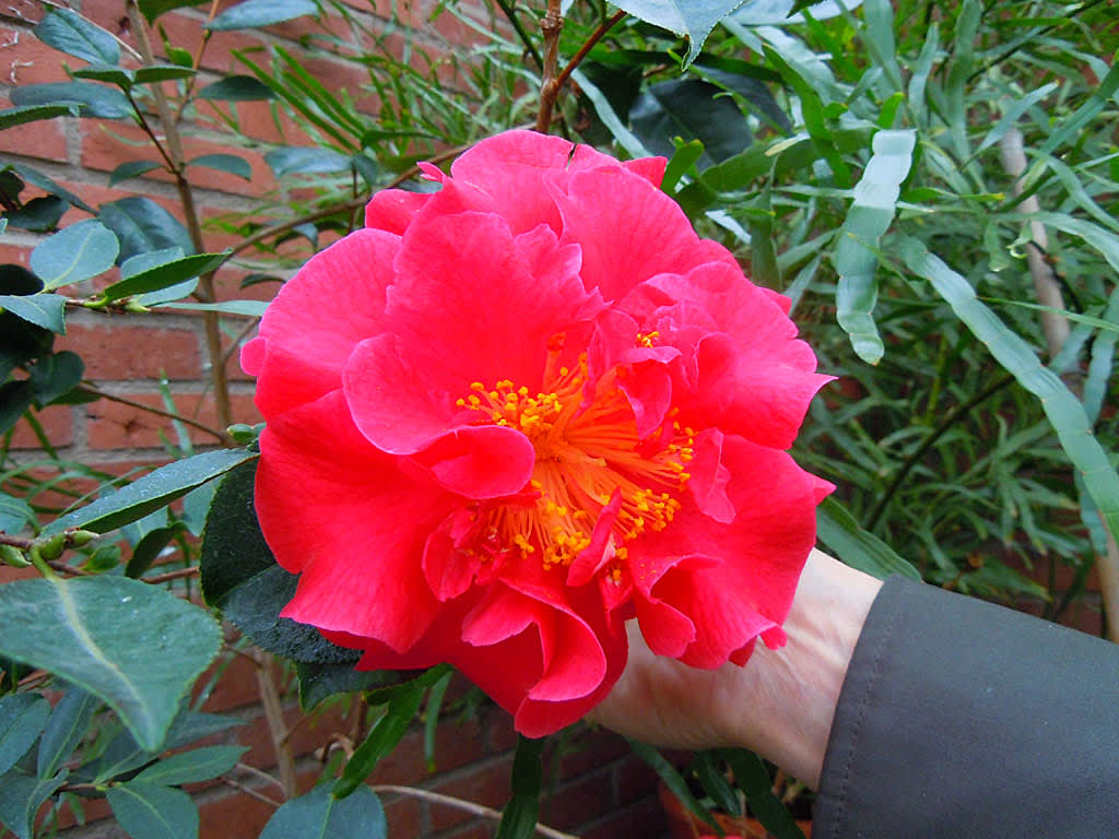 _Camellia x reticulata_ 'Dr Clifford Parks'
En liten planta med jätteblommor!
Foto: Sylvia Svensson