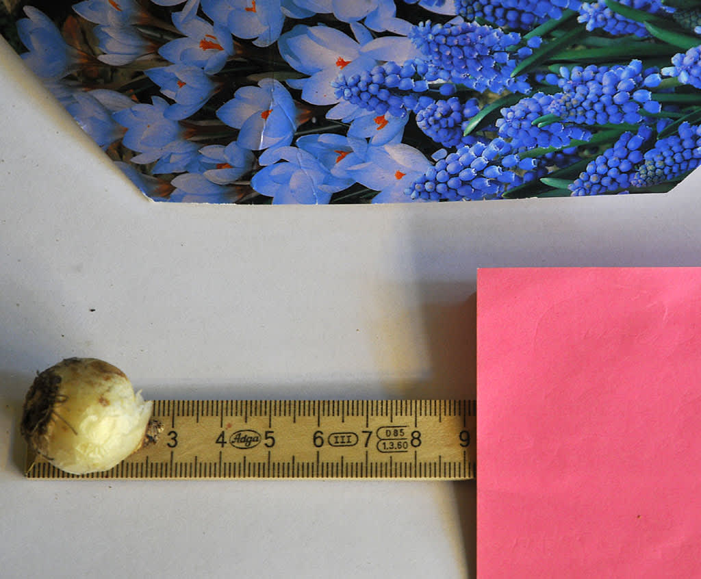 Smålökar är ca 2-3 cm höga, planteringsdjup 6-9 cm. 