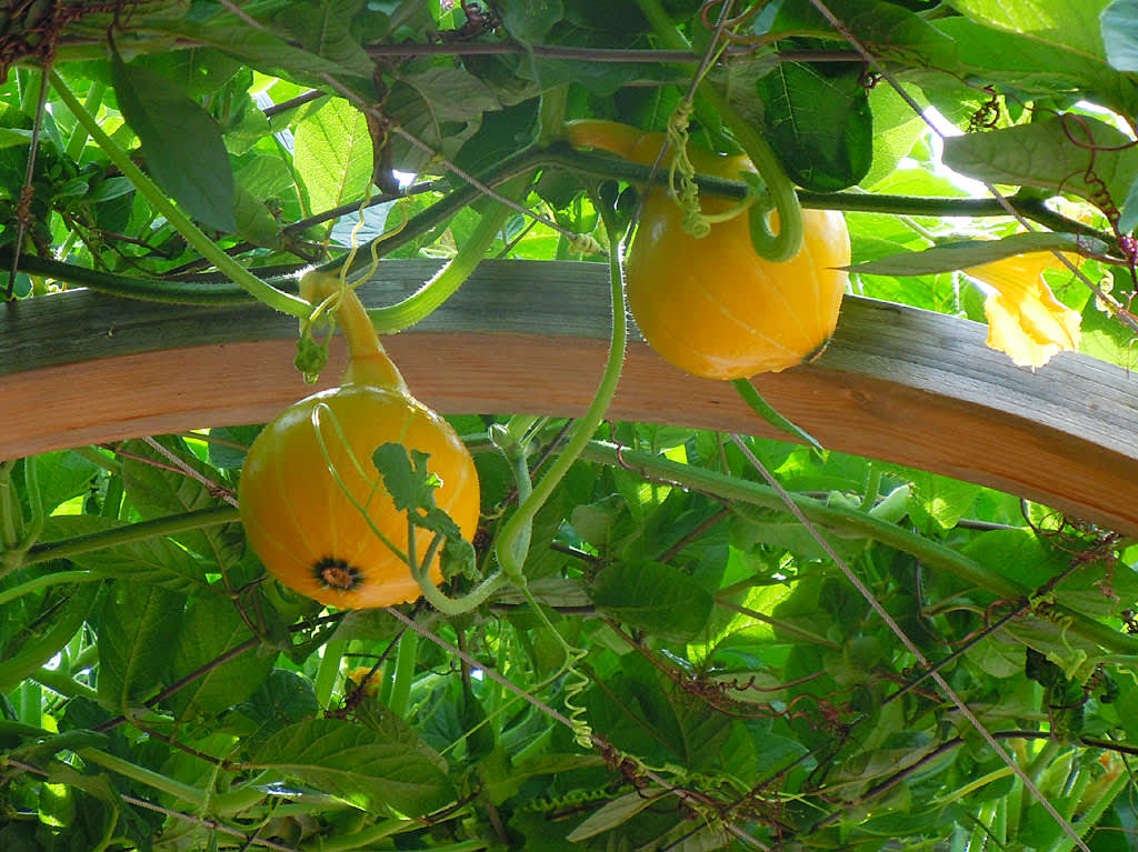 Squash på spaljé. Foto: Sylvia Svensson