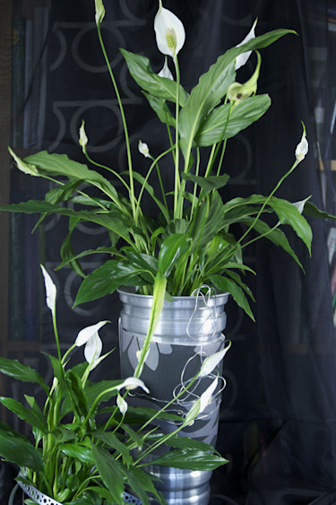 Fredskalla, _Spathiphyllum wallisii_. Metallbandsdekor.