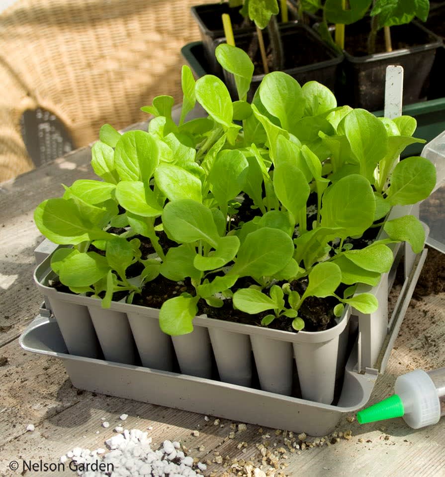 "Jag använder pluggboxar, perfekt för mig tycker jag. Ordning på de små plantorna och lätt att hantera." Så kommenterar en läsare på Odla.nu pluggboxen! Foto: Nelson Garden