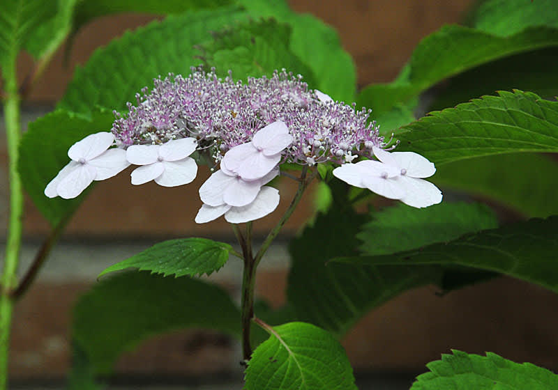 _H. serrata_ 'Yozonensis'.
Foto: Sylvia Svensson