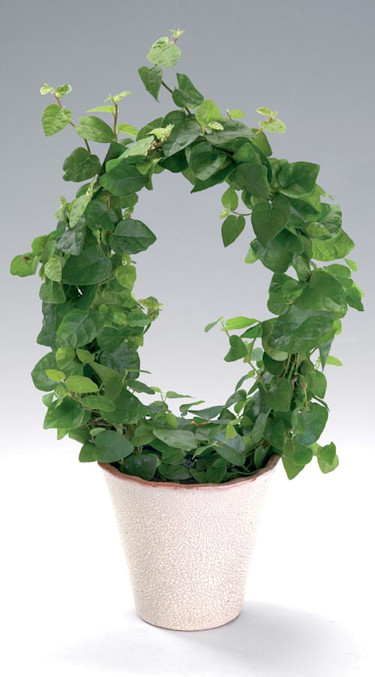 _Ficus pumila_, **klätterfikus**