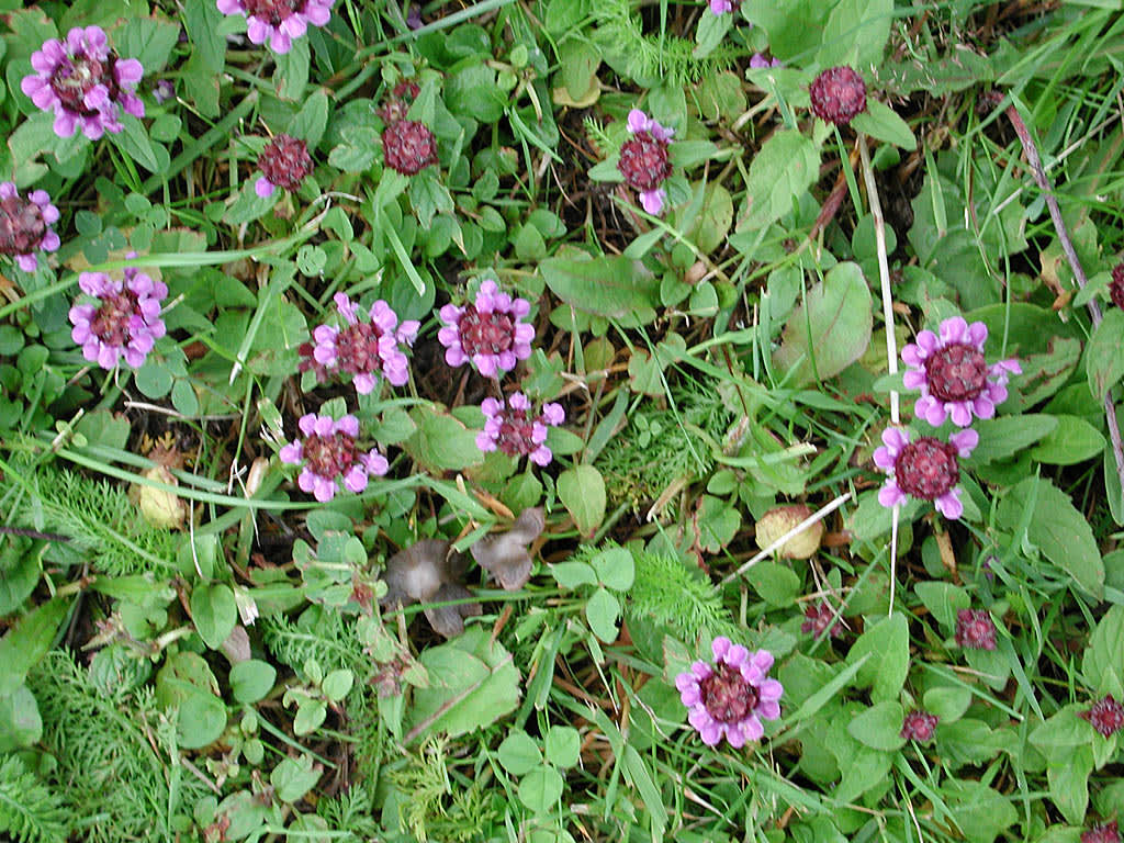 Brunört, _Prunella vulgaris_.
Foto: Bernt Svensson