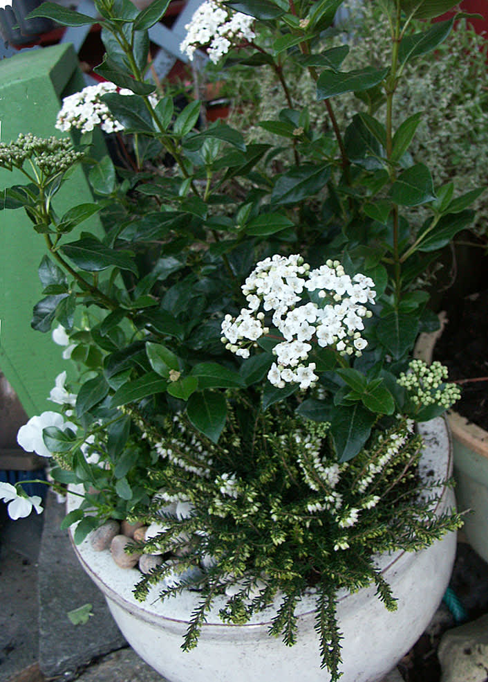 Lagerolvon, _Viburnum tinus_, tillsammans med vit vårljung och pensé i kruka.
Foto: Sylvia Svensson