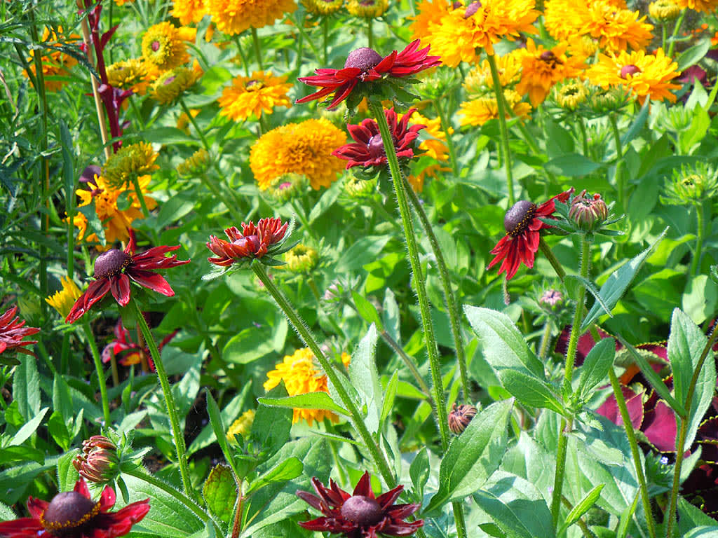 _Rudbeckia hirta_ var. _pulcherrima_ 'Cherry Brandy' och 'Maya'.
Foto: Sylvia Svensson