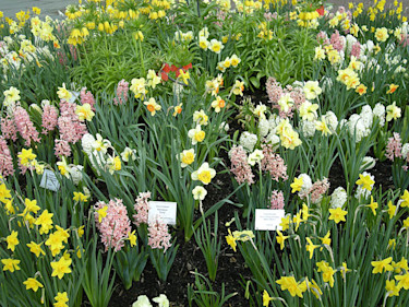 Narcisser, hyacinter, kejsarkronor... Foto: Sylvia Svensson