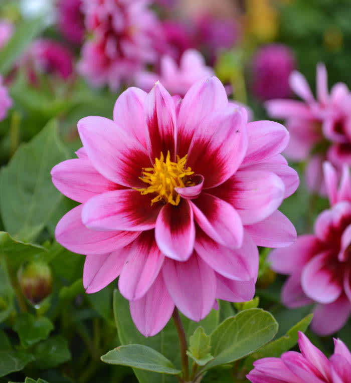 Dahlia. Foto: Blomsterfrämjandet