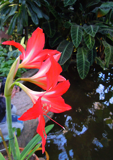Hippeastrum rutilum var. fulgidum, äkta makar