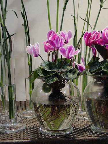 Cyklamen i glas. Foto: Blomsterfrämjandet.