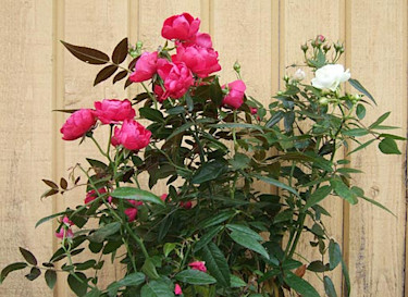 Ros, _Rosa_ 'Morsdag', rosa och vit.