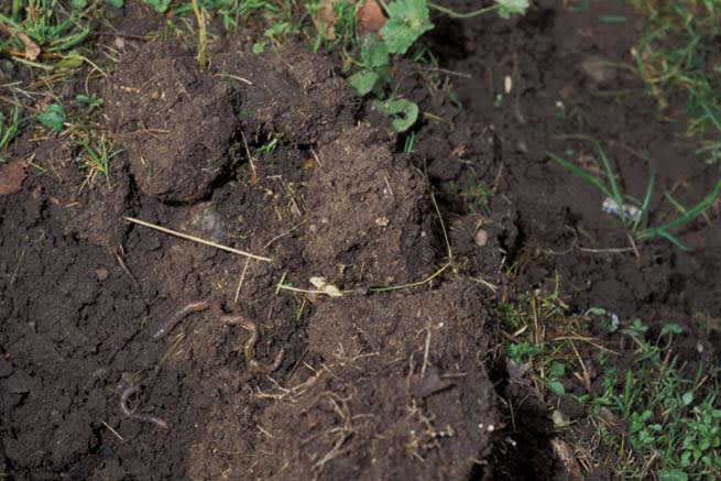 I en gammal gräsmatta med sand som mineraldel finner man den ideala odlingsjorden. Den faller sönder fint och är mullrik. Maskar jobbar oförtrutet med att gör gångar som leder ner syre till rötterna. Foto: Miljöbild, Bertil Dahlby.