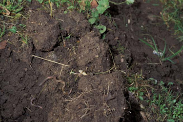 I en gammal gräsmatta med sand som mineraldel finner man den ideala odlingsjorden. Den faller sönder fint och är mullrik. Maskar jobbar oförtrutet med att gör gångar som leder ner syre till rötterna. Foto: Miljöbild, Bertil Dahlby.