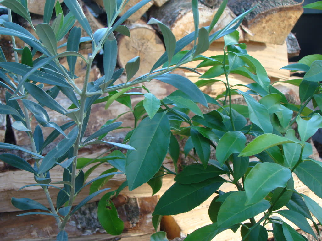Mitt lilla oliv- och citronträd står än så länge kvar i det ouppvärmda växthuset, men det varnas för frostnätter så snart ska i alla fall citronen plockas in och få extra belysning, regelbundna duschar och lätt vattning hela vintern.